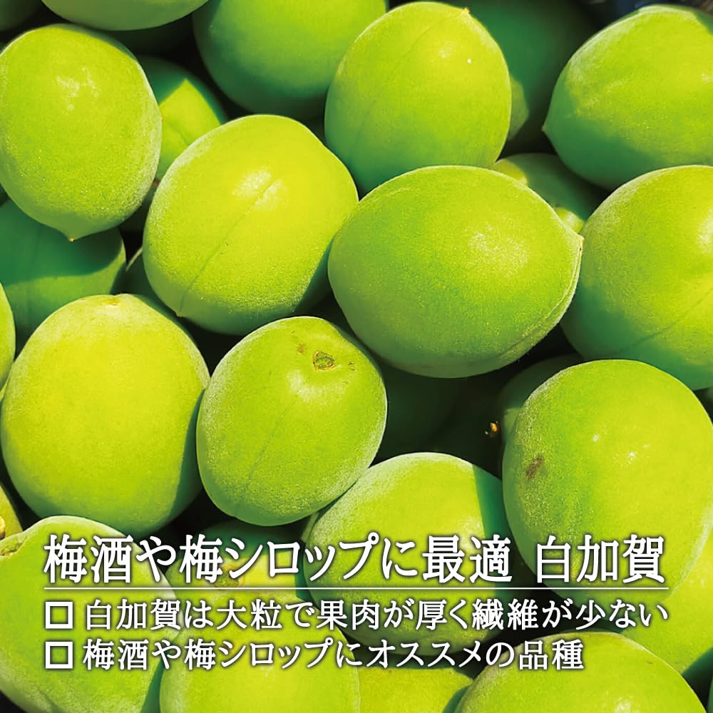 Amazon.co.jp: 梅花の里 青梅 白加賀 ｜ 生梅 梅 宮城 角田 梅酒 梅